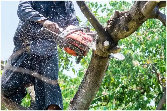 tree services West Hamburg